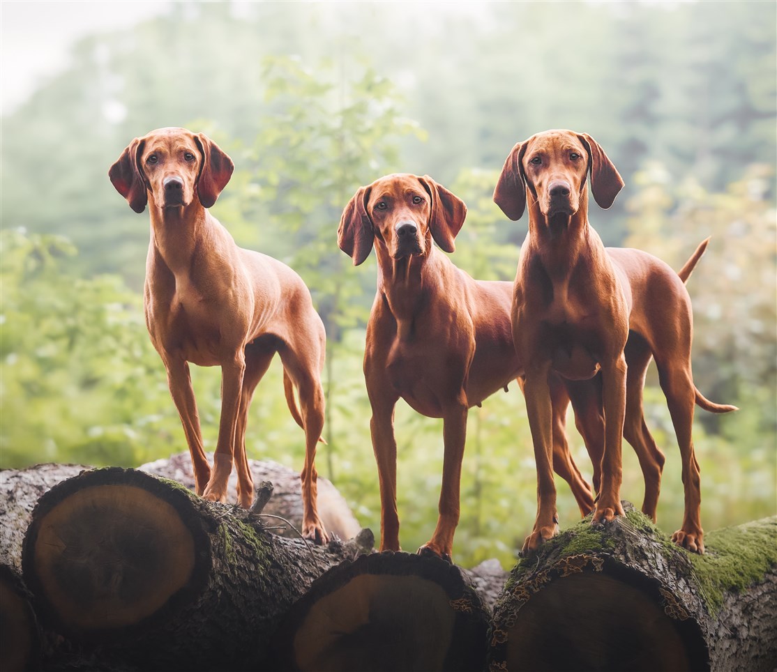 Foto: Noble Hound Studio