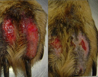 Efter tre lysterapi behandlinger, stoppede hunden med at ville slikke i området - og den behøvede ikke skærm.
Der er gået 20 dage fra billede 1 - billede 2.
Hunden er professionelt behandlet.